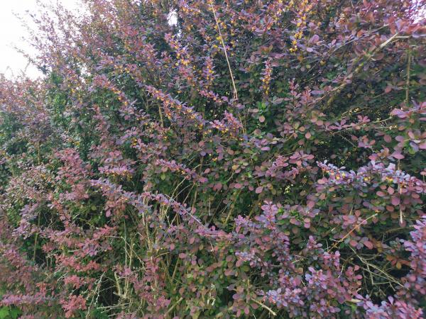 Berberitze Blätter mit Blüten Bio-Qualität zum Räuchern (Berberis)